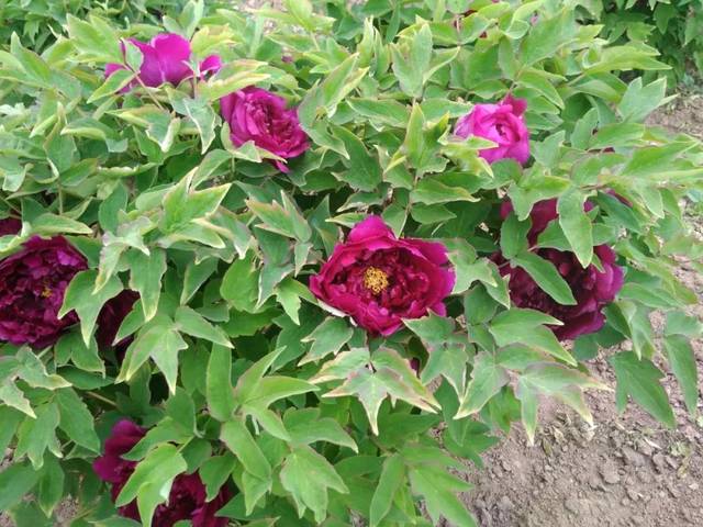 微友拍摄的牡丹花 ▲友谊路上的"彩虹"