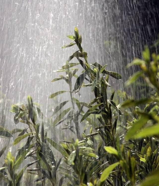 夏日暴雨滂沱来