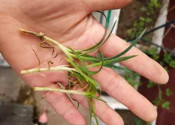 康乃馨这样做,家里多到放不下,开花能开好几年!