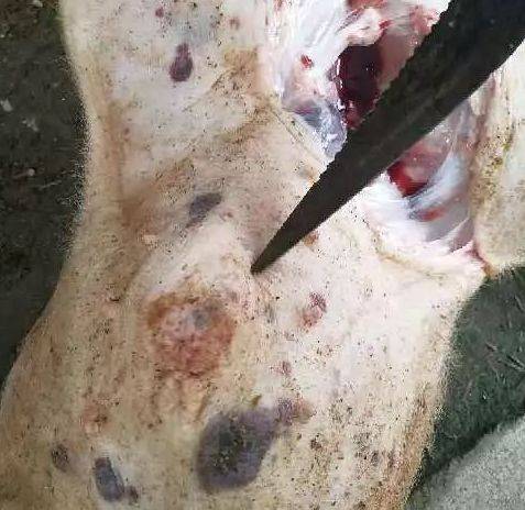 非洲猪瘟吐血图片图片