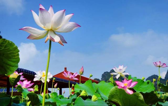 【5月25日168游洞天仙境 峰林小镇纯玩1日】2019九龙峰林小镇荷花旅游