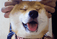柴犬微笑表情包gif微信图片