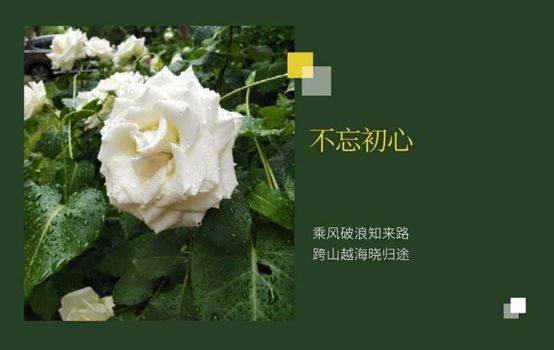 "融心创意,助梦花开"心理明信片作品投票