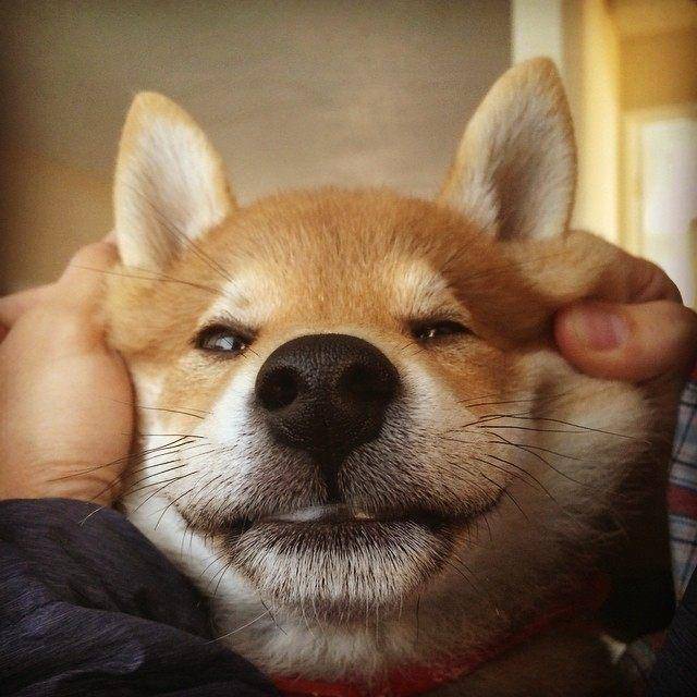 看到柴犬这张大饼一样的肥脸,不把它揉秃噜皮,都对不起自己的手