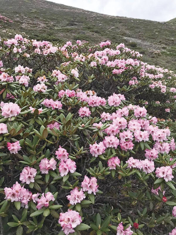 勒布沟杜鹃花节将于5月20日在山南市错那县开幕