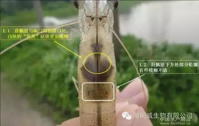 更直观的了解对虾空肠空胃现象(高清图)