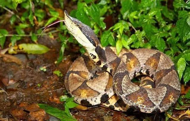 农村老人说五步蛇是最懒的蛇,会懒到饿死自己,这说法靠谱吗_手机搜狐