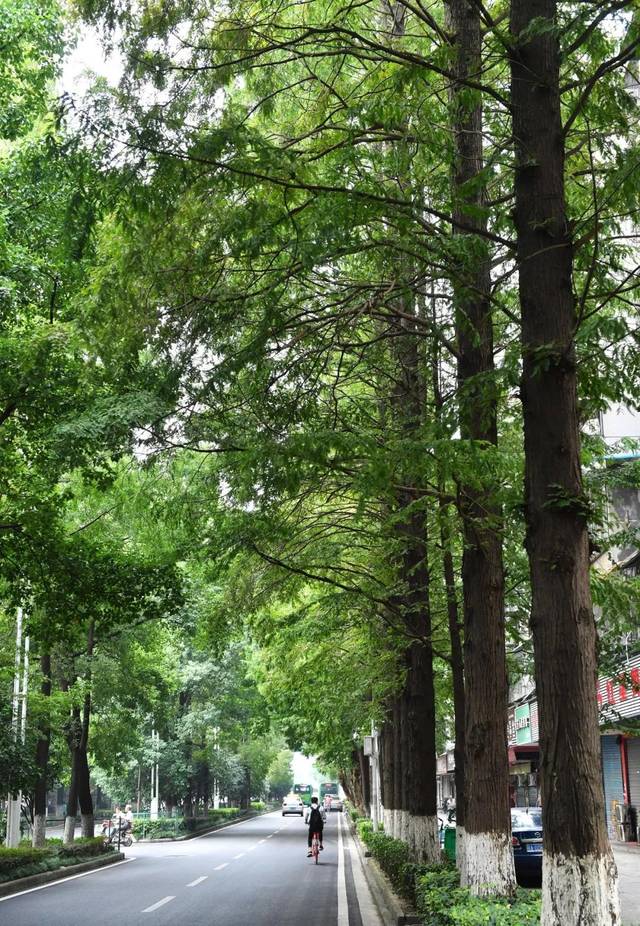 武汉十大行道树名单出炉,你觉得哪种最符合光谷气质?
