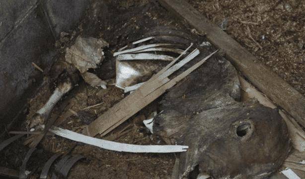 日本核泄漏唯一活人照顾变异体多年日本政府却盼着他死去v