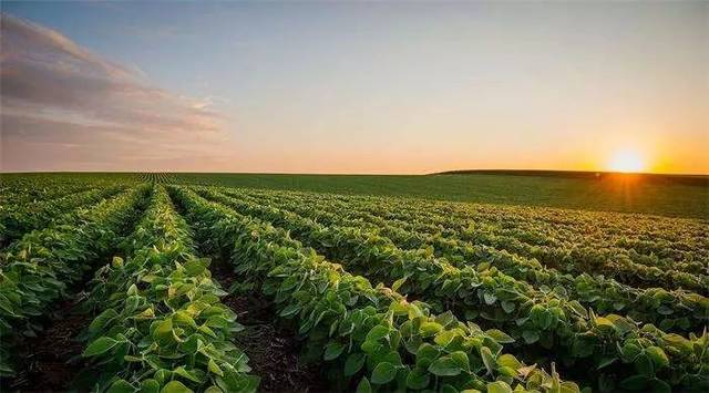 第二届中国大豆种业高峰论坛暨地展博览会正在征集观摩品种!