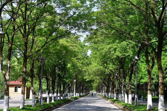 武汉十大行道树名单出炉,你觉得哪种最符合光谷气质?