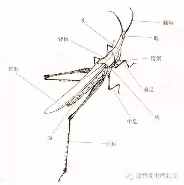 蝗虫跳跃足结构图图片