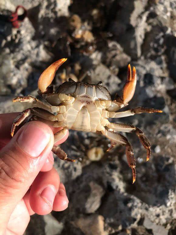 没人敢吃?河里全是这种螃海,遭老乡嫌弃地笼捕获直接丢弃