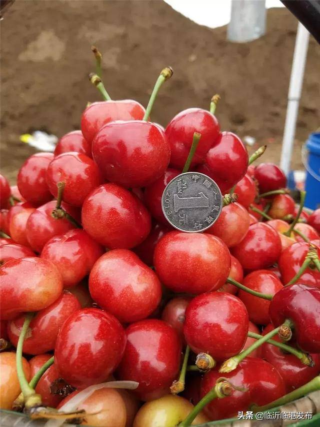 2019临沂临港(厉家寨)樱桃文化节开幕啦!狂欢盛宴!全场沸腾!