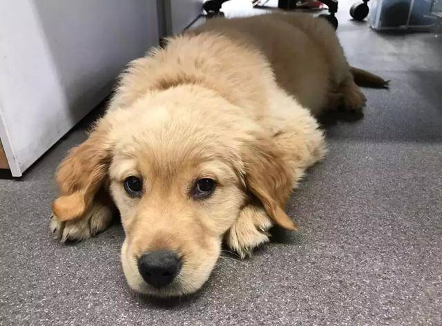 原创看了这些日入万元的宠物,我再也不敢说我活得像条狗