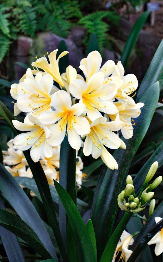 苗叔植物讲堂:君子兰烂叶烂心怎么回事?应该怎