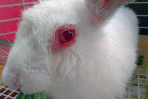 养宠经验分享兔子的眼睛有一边肿了兔子一边眼睛凸起