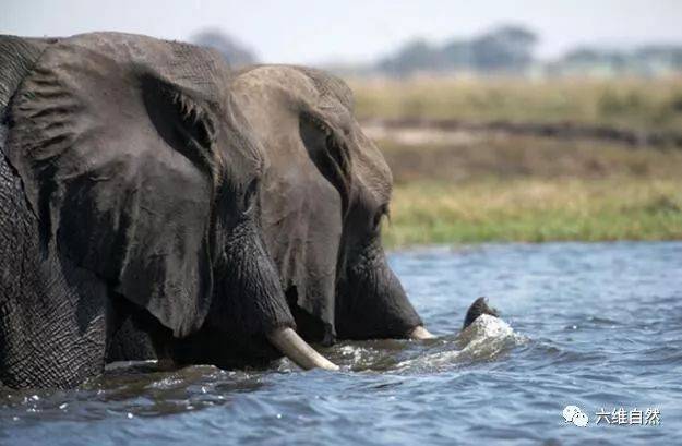 河马叫嚣大象,嘴大又如何,能承受住大象一脚?