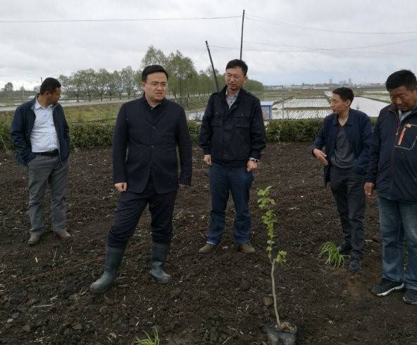 姜洪斌深入通河镇,龙口林场检查指导大榛子种植工作