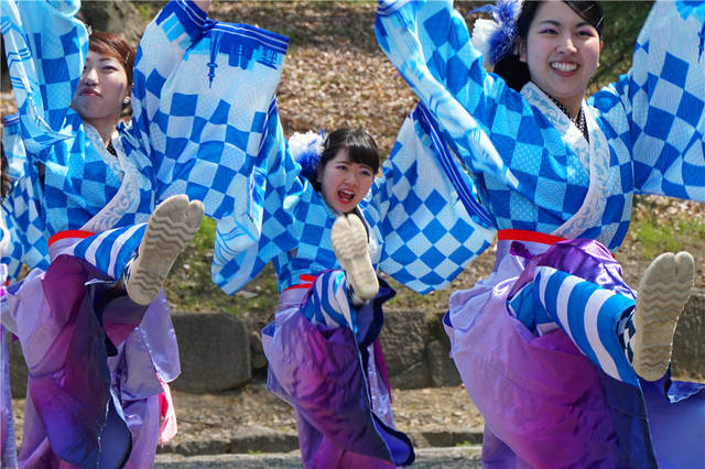 日本:京都,二条城热烈奔放之樱花"夜来舞"