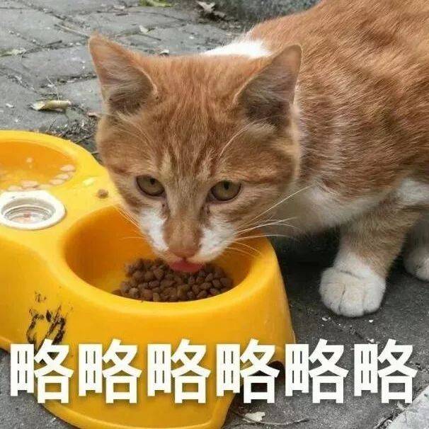 前方高能，一大波动物表情包企图刷屏你的票圈~_搜狐网
