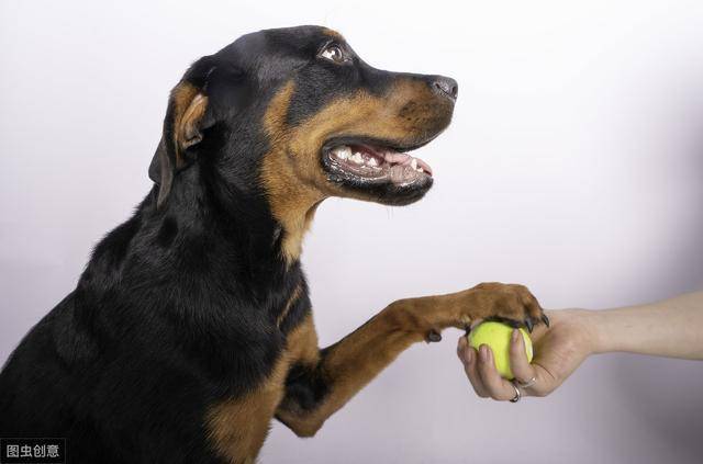 霍夫瓦尔特犬霍瓦图片