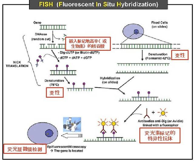 图表4:荧光原位杂交(fish)技术