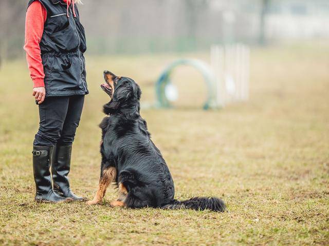 訓犬有基地,上門,視頻教學,訓練狗狗方式這麼多,哪種會更好?