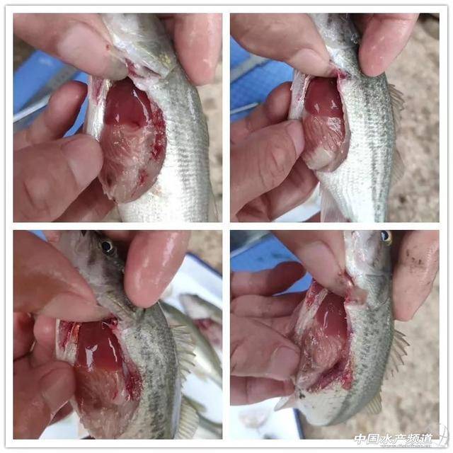 99的养殖户没有关注到的苗期问题他却做好了