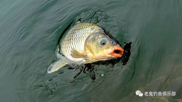 夏季钓鲤鱼怎么调漂?钓灵钓顿要掌握