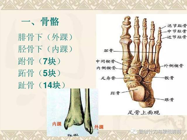 踝,足部精细解剖