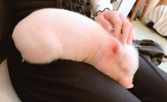 超可爱的小猪躺在你腿上睡觉!日本首家迷你猪咖啡厅