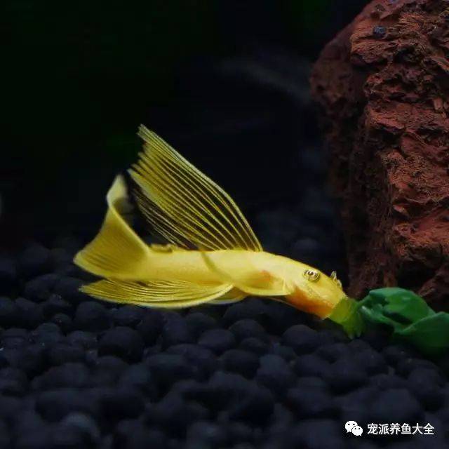 四种常见异型鱼饲养指南(参考版),看完涨姿势!