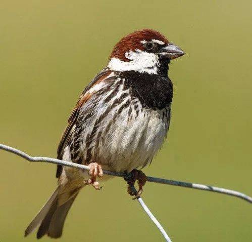 麻雀是一种鸟?你可能被骗了!