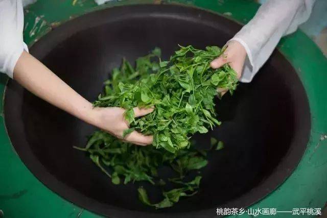 武平绿茶走红海外