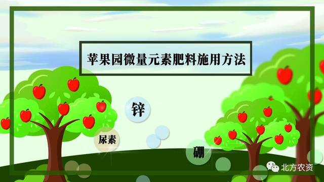 画说三农 夏季苹果树怎样施用微量元素肥料 肥市价格走势点这里 苹果树中微量元素怎样施 恩牛网