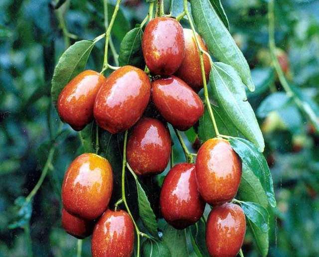 枣树该不该环割,怎样环割可以提高大枣产量?