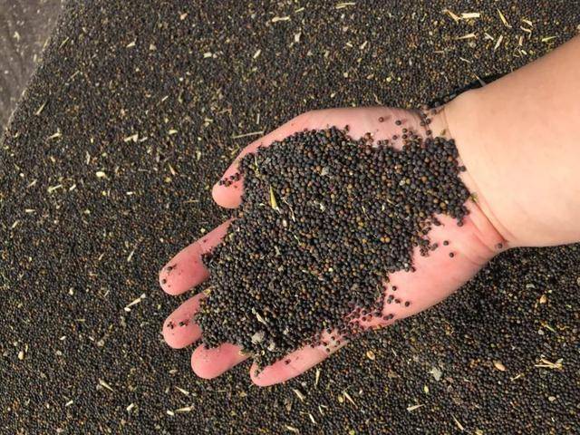 田野里的香味|油菜籽榨油季到了