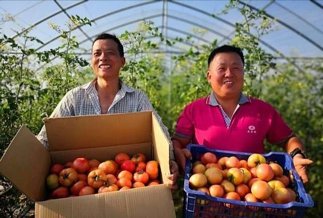 河南正阳县铜钟镇 建立扶贫种植基地 助力农民增收致富