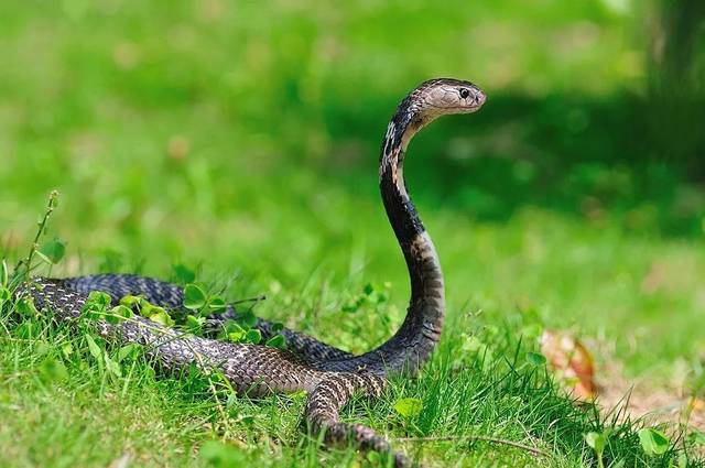 长阳这10种老蛇,据说只有70后才认得全!
