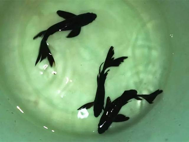 每日一鱼 | 乌金龙凤锦鲤:龙头凤尾,姿态飘逸