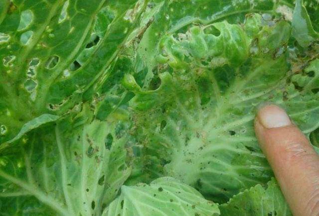 十字花科蔬菜种植,吊丝虫发生面积广,危害严重,该如何防治呢?