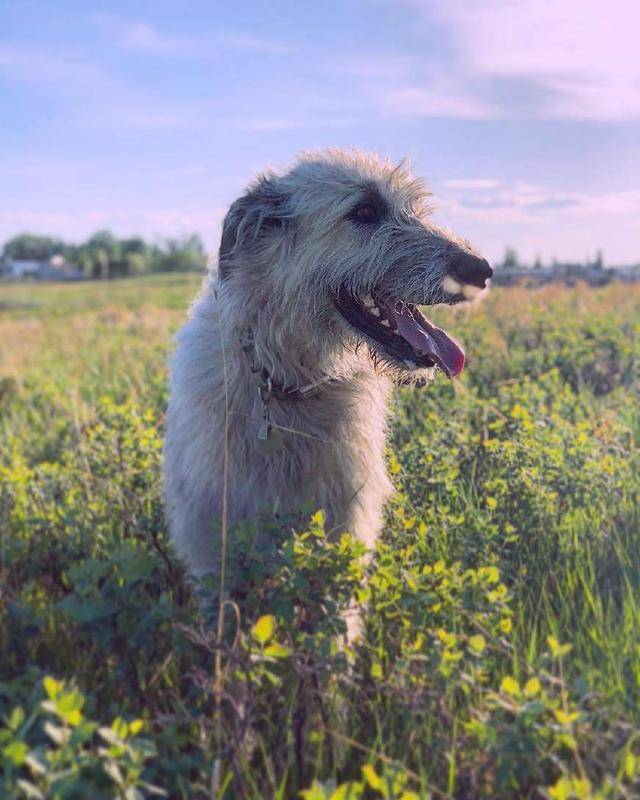 家有巨狗是怎样一种体验?满满都是安全感!