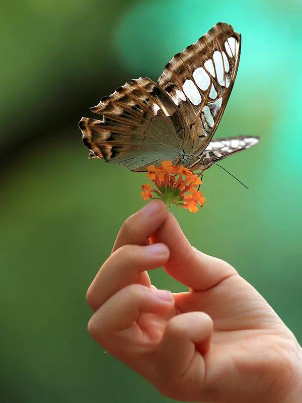 指尖蝴蝶意境图片