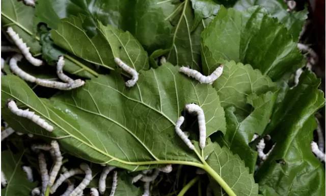 今天,湖州的蚕花上了《人民日报》