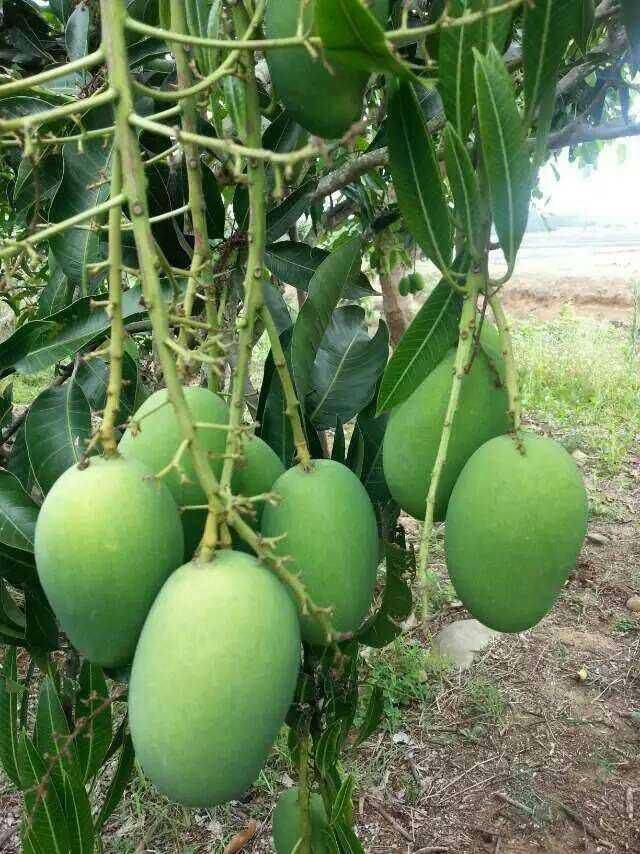 "翟泽渊进一步介绍,覃斗芒果果核小肉厚,纤维少吃率高,香味浓郁,风味