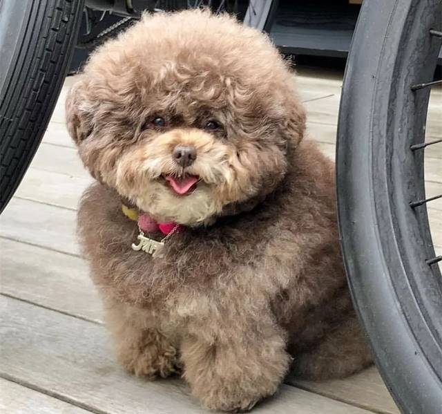 泰迪猪走红网络,被网友围观后生气:我一点都不胖,只是毛有点厚!