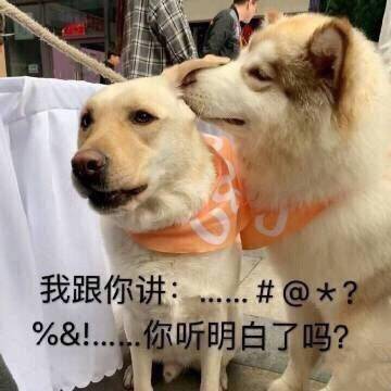 沙雕柴犬的表情包