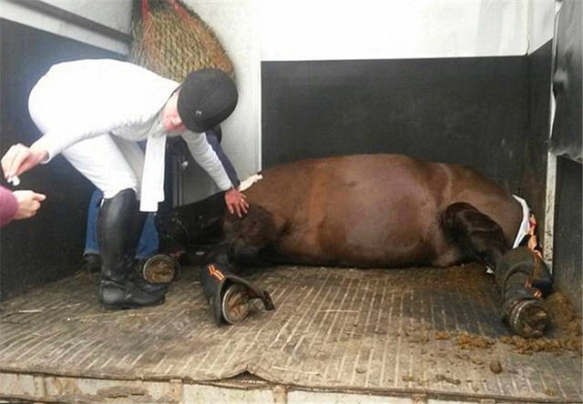 马匹在路上遭遇交通事故,看到车轮上的马腿,司机惭愧不已