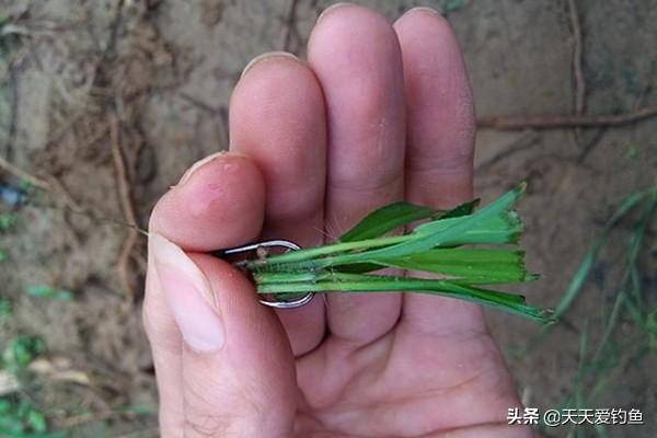 夏季釣草魚,不同天氣有不同釣法